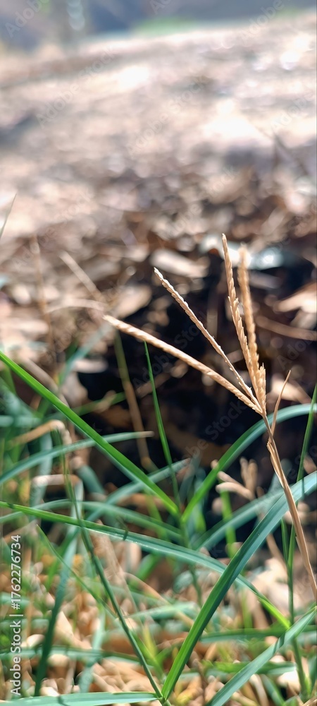 Obraz premium grass on the beach