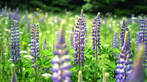 Video of Purple Lupine Flowers Swaying in Summer Breeze”
