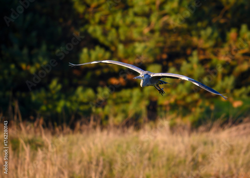 Czapla siwa w locie. Jesienne kolory.