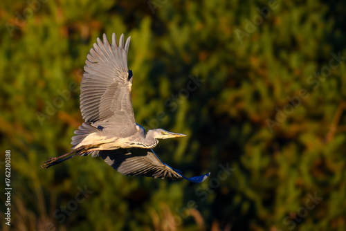 Czapla siwa w locie. Jesienne kolory.