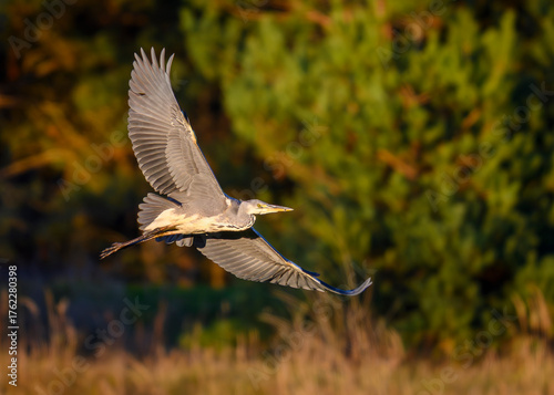 Czapla siwa w locie. Jesienne kolory.