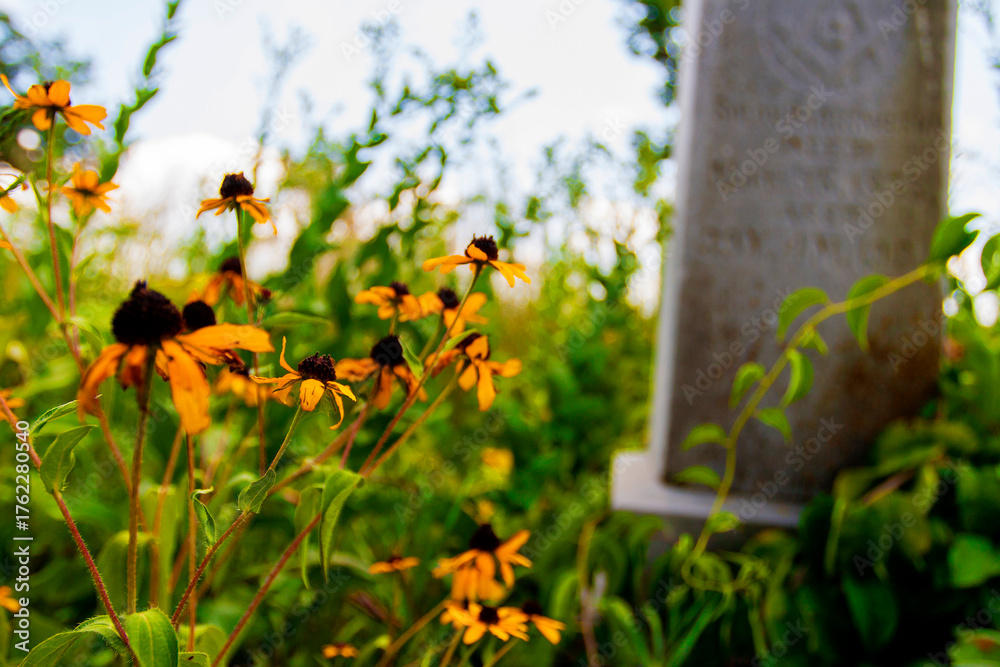 Fototapeta premium Smith Cemetery State Nature Preserve in Summer, Ohio