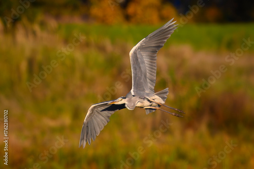 Czapla siwa w locie. Jesienne kolory.