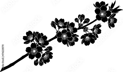 Elegant black and white silhouette of cherry blossoms on a branch spring season blossom vector vector silhouette illustration isolated on white background 