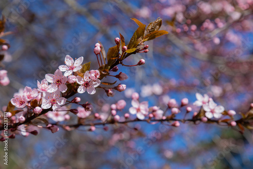 Cherry Blossom Branch With Pink Flowers in Spring Against Blue Sky
