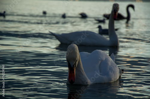 Φωτογραφία Dramatic Close-up of White Swan Swimming at Sunset on Dark Water