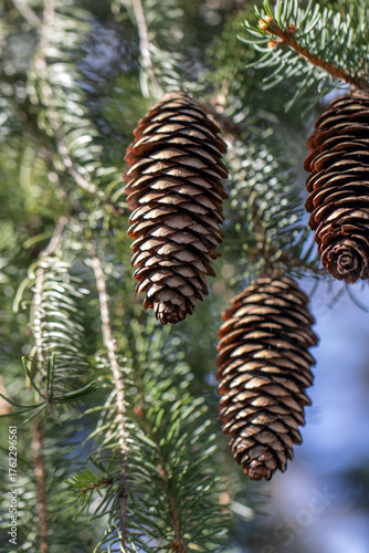 pine cones in tree from below