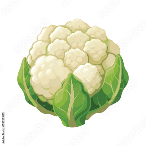 vector illustration of cauliflower isolated on white