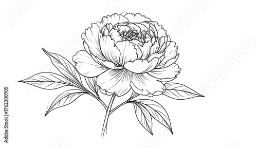 An elegant black and white illustration of a lush peony in full bloom, rendered with delicate lines, and surrounded by detailed leaves
