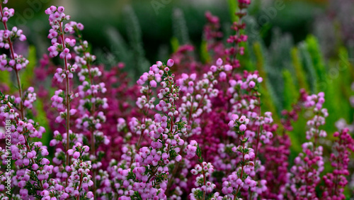 Obraz na plátně Flowers of Cape heath (Erica gracilis 'Heidi's Mix') in a garden in early autumn