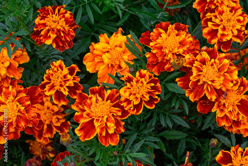 Closeup of flowers of French Marigold (Tagetes patula - unknown variety) in a garden in early autumn