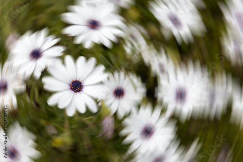 Osteospermum (African daisy) flowers with circular motion blur effect. Abstract floral background. Petals are blurred in radial swirl