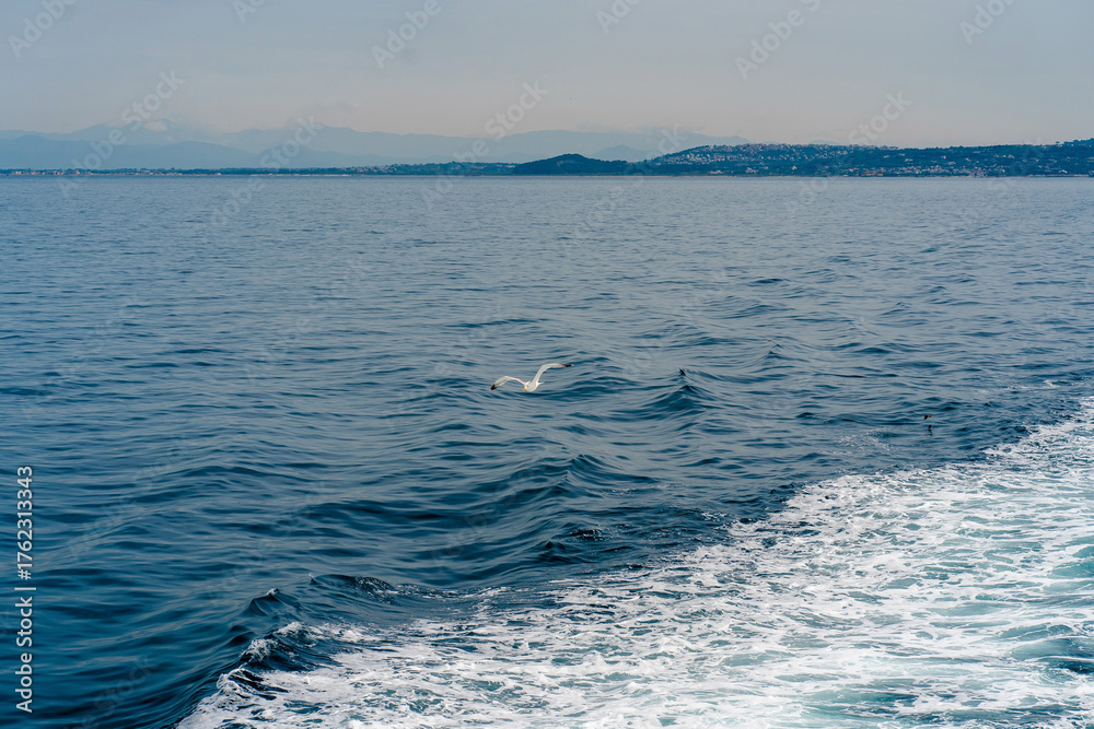 Fototapeta premium Seagull Soaring Over Ocean Waves