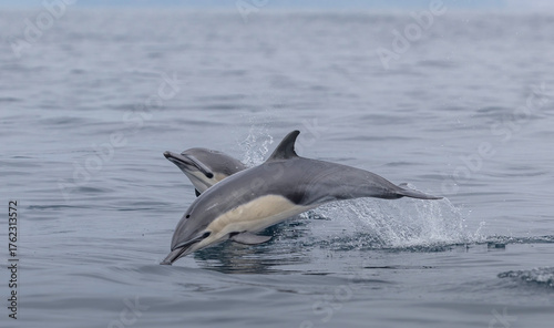 dolphin jumping out of water, common dolphins 