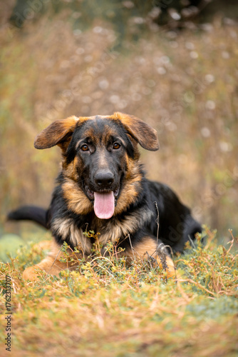 german shepherd puppy