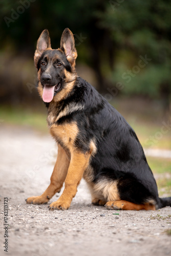 german shepherd puppy