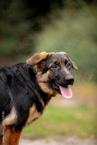 german shepherd puppy