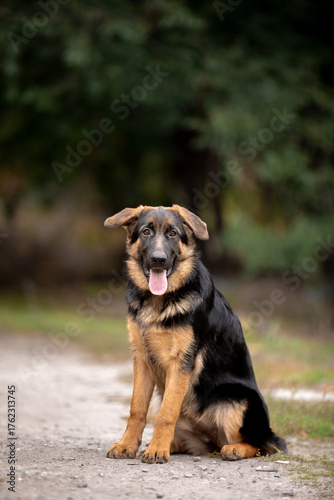 german shepherd puppy