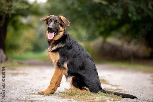 german shepherd puppy