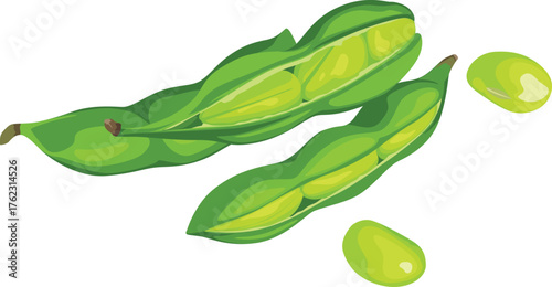 Two open green soybean pods with visible beans, and two loose soybeans, isolated on a white background.