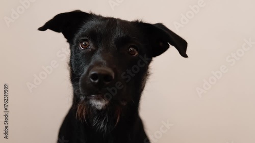 Happy black mixed-breed dog looking at the camera and smiling against a neutral background. Concept of pet friendliness, joy, and positive emotion. Horizontal 4K footage
