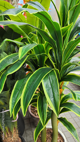 Wallpaper Mural colorful artificial flower and plant types Torontodigital.ca