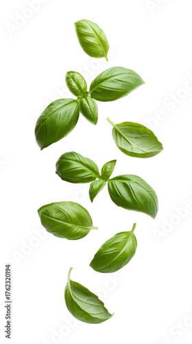 Fresh green basil leaves falling isolated on a transparent background