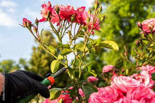 Caring Hands Prune Yellow Roses in Bloom – Garden Maintenance and Plant Nurture.  A close-up view of a person wearing gardening gloves gently pruning yellow roses using garden shears