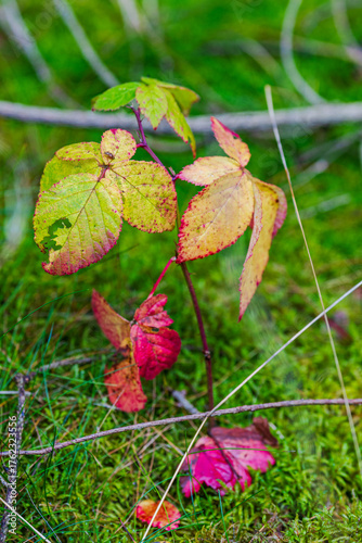 red and yellow leaves