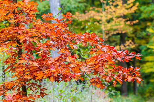 autumn leaves background