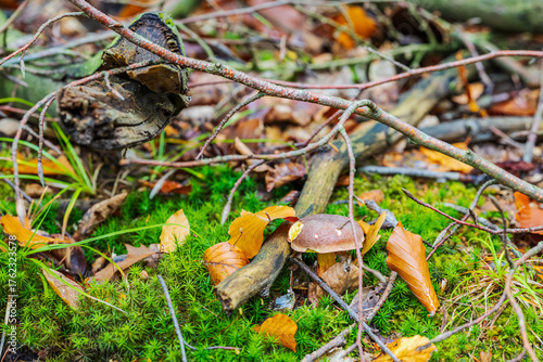 single mushroom in the forest