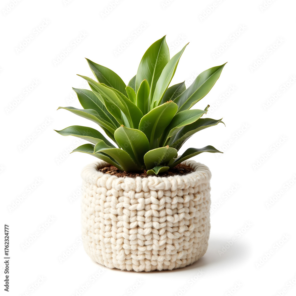 Fototapeta premium Cozy plant pot with green leaves on white background, home decor