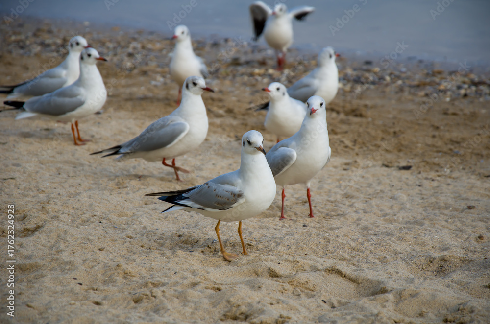 Fototapeta premium A flock of white seagulls rests on the textured sand of a coastal beach.