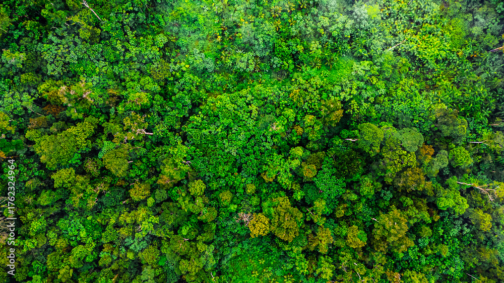 Naklejka premium Amazon Forest Jungle Wild Nature Green Trees Amapá North Brazil South America Tropical Rainforest Adventure Landscape Exploration Ecology Environment Outdoor Travel Wilderness Flora Scenic Path Life