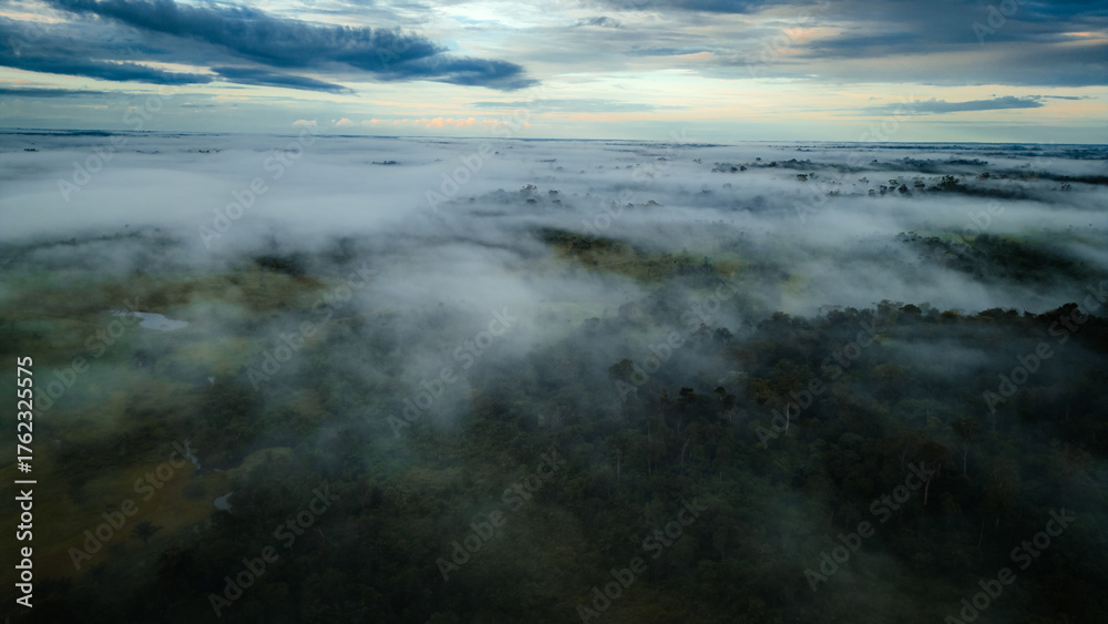 Obraz premium Amazon Forest Jungle Wild Nature Green Trees Amapá North Brazil South America Tropical Rainforest Adventure Landscape Exploration Ecology Environment Outdoor Travel Wilderness Flora Scenic Path Life
