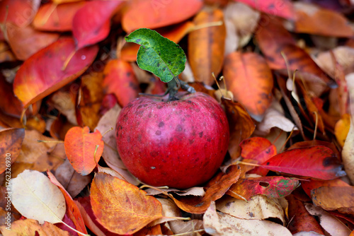 Cuadro en lienzo red apple in autumn in colorful leaves