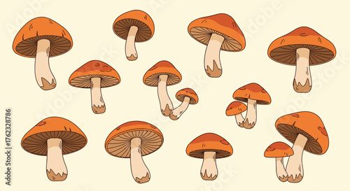 Mushrooms illustration: a collection of edible fungi.
