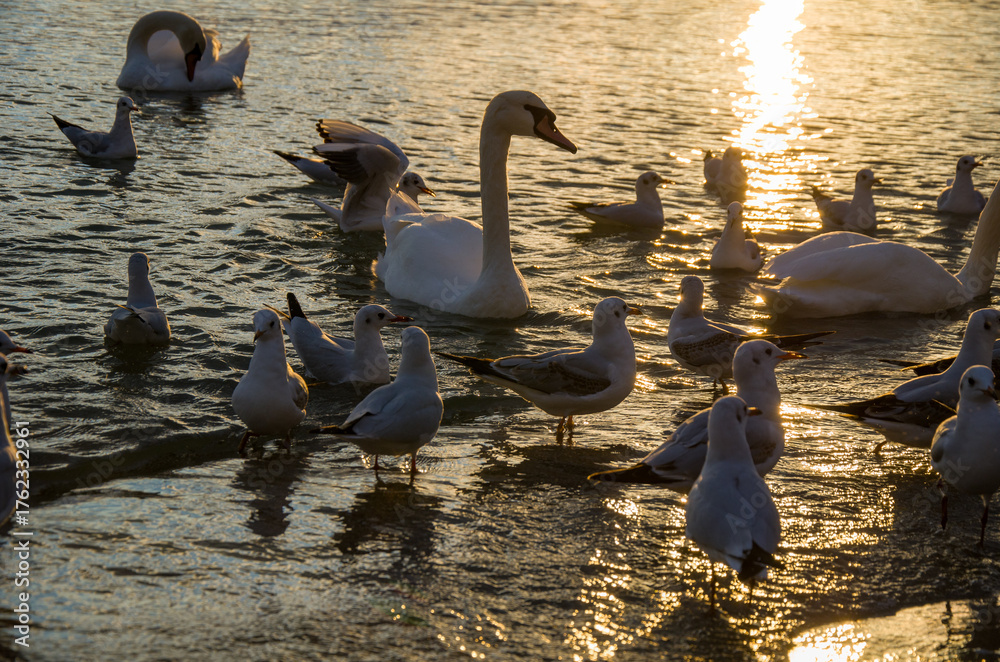 Fototapeta premium Swans and Gulls Gathering on Water at Sunset with Golden Sun Reflection