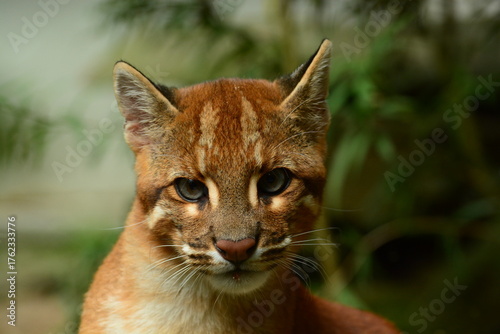 Foto Portrait of an Asian golden cat (Catopuma temminckii  temminckii), a vulnerable