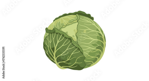 Fresh green cabbage vegetable isolated on white background.