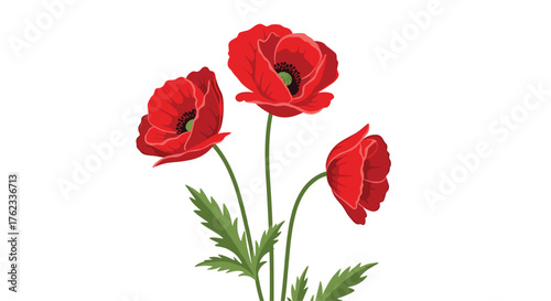 Three vibrant red poppy flowers with green stems and leaves against white background.