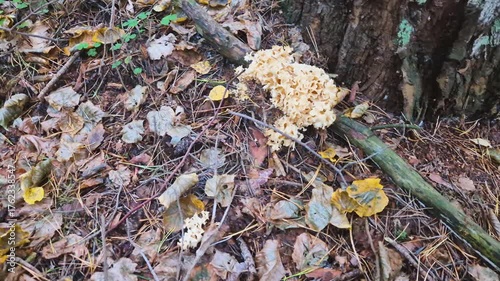 Sparassis crispa fungus at autumn time.