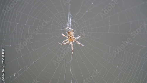 Silken Trap: Spider at Work