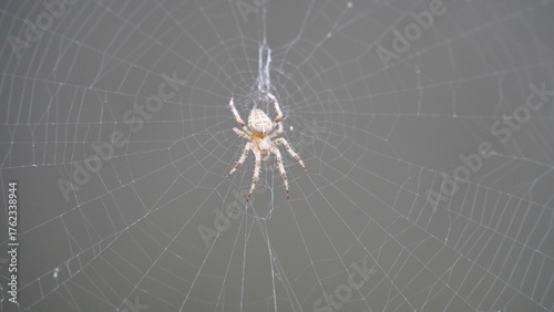 Silken Trap: Spider at Work