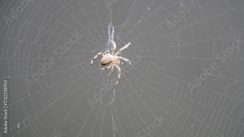 Silken Trap: Spider at Work