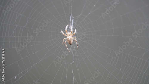 Silken Trap: Spider at Work