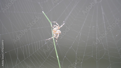 Silken Trap: Spider at Work