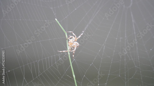 Silken Trap: Spider at Work