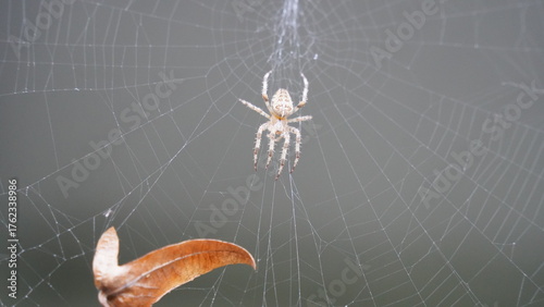 Silken Trap: Spider at Work