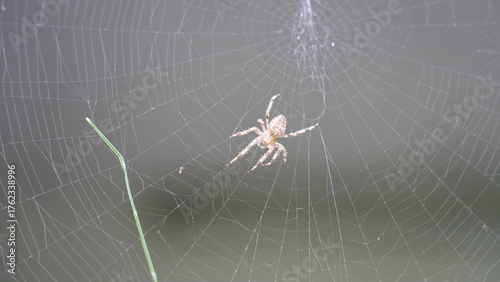 Silken Trap: Spider at Work
